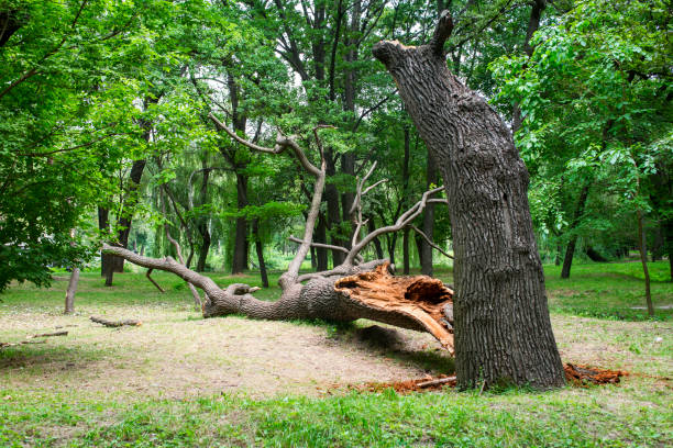 How Our Tree Care Process Works  in  Bloomingdale, IL