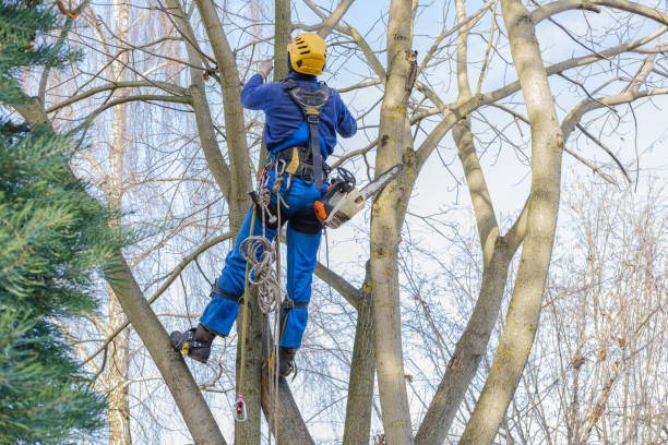 Best Lawn Disease Treatment  in Bloomingdale, IL