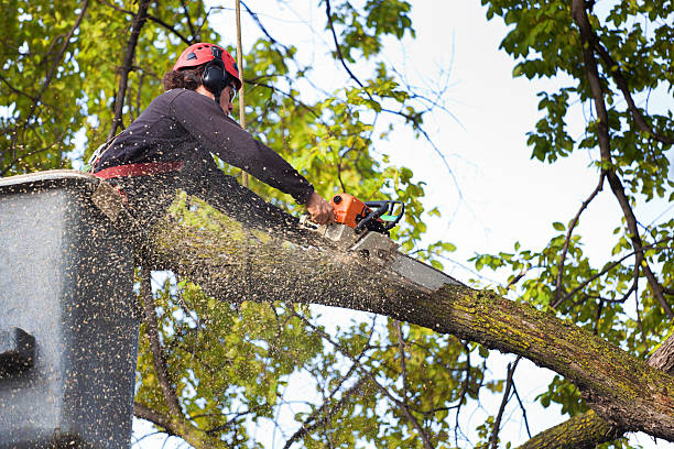 Best Hedge Trimming  in Bloomingdale, IL