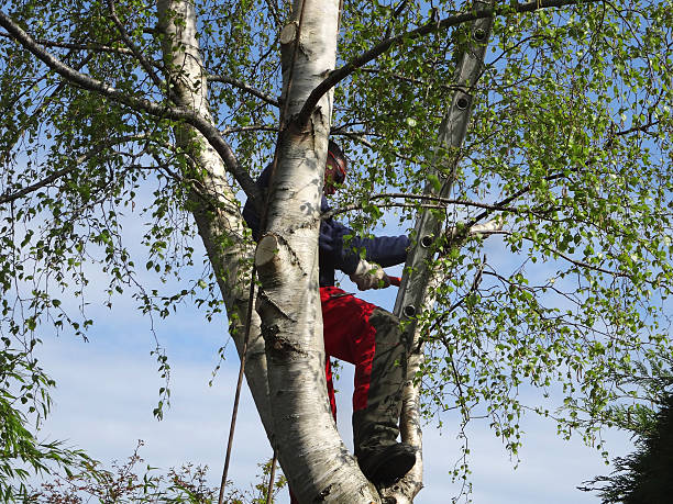 Best Pest Control for Lawns  in Bloomingdale, IL