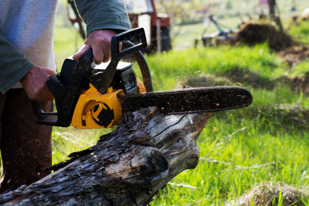 Reliable Bloomingdale, IL Tree Care Solutions