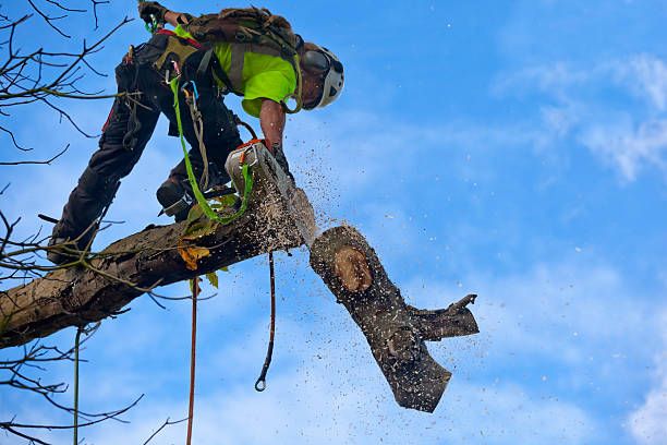 Best Root Management and Removal  in Bloomingdale, IL